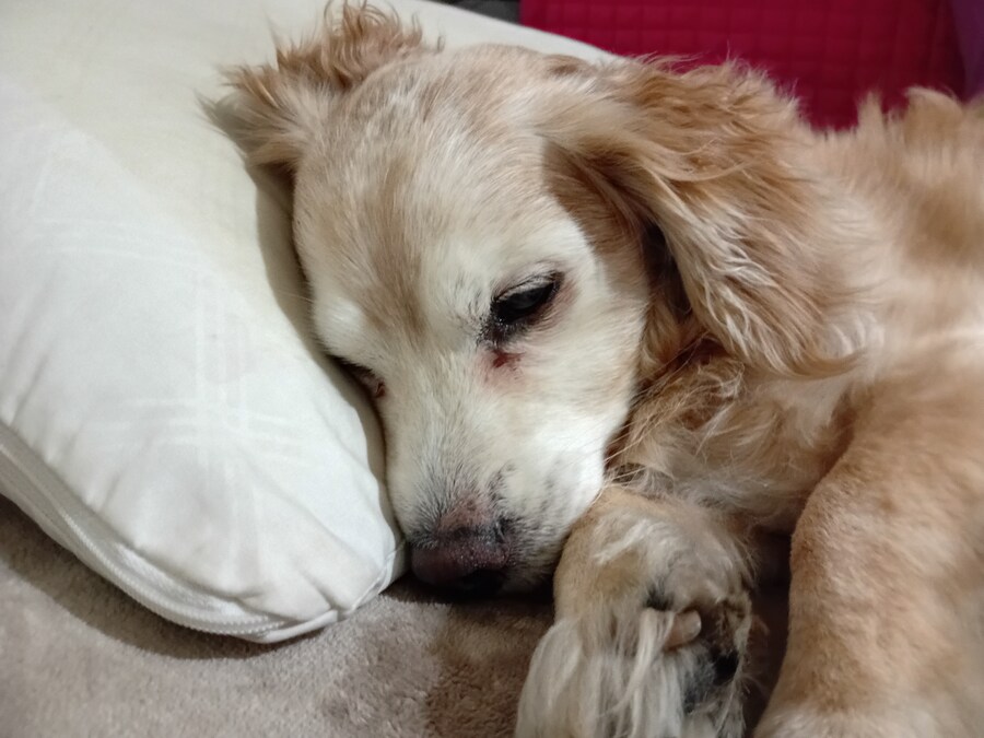 우리집 댕댕이가 노견인데_1.jpg