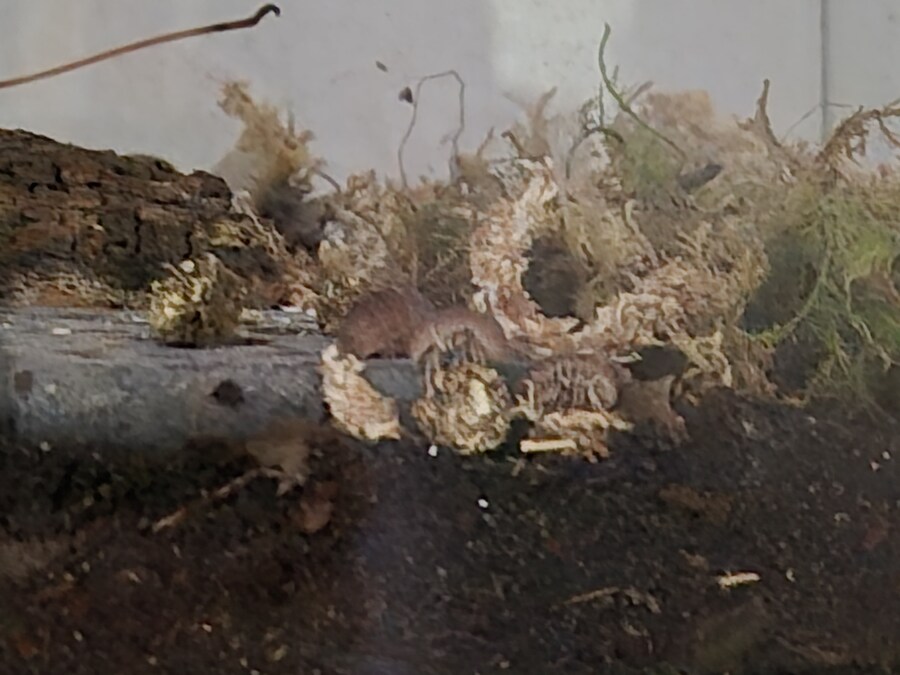 등각류)불끄니 슬금슬금와서 밥먹네_1.jpg