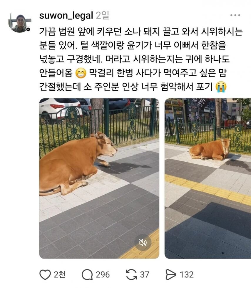 변호사가 법원 앞에서 한참을 구경하는것_1.jpg