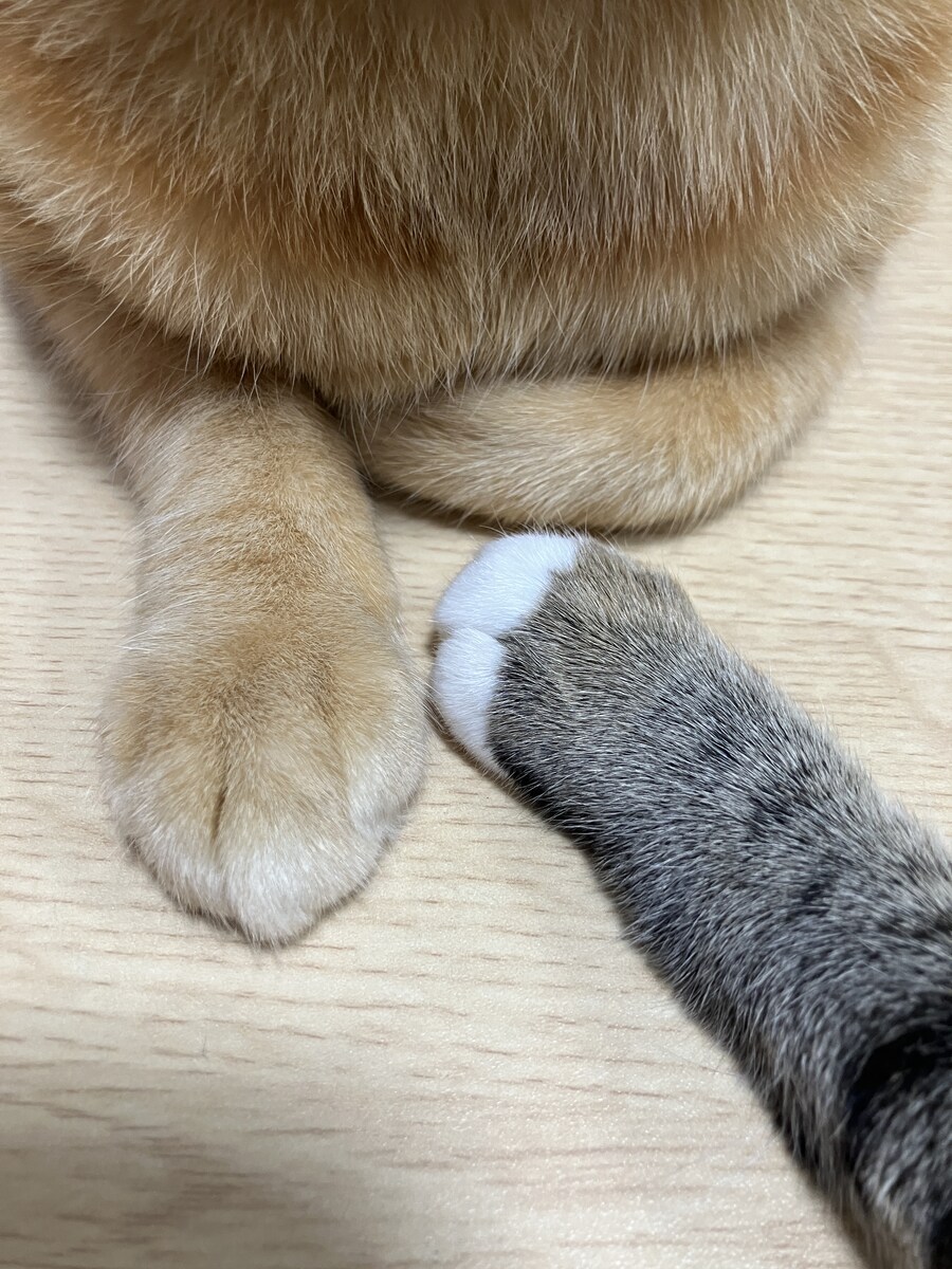 고양이 둘이서 앞발을 마주하고있네~.jpg_1.jpg