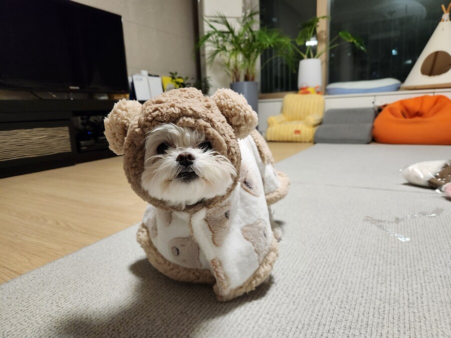 강아지한테 새 옷을 입혀봤는데_2.jpg