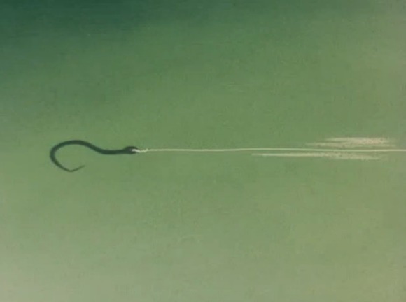 [마징가 Z] 요즘은 나올 수 없는 개싸움_17.jpeg