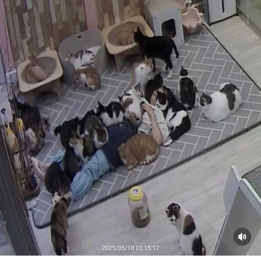 고양이 쉼터에서 6시간 잔 사람_1.jpg