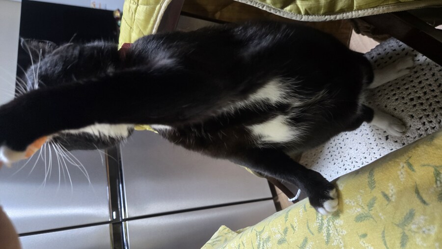 야옹이랑 한잔 해읍니다^^_6.jpg