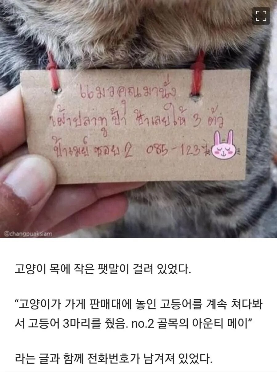 가출했다가 빚지고 돌아온 고양이_1.jpg