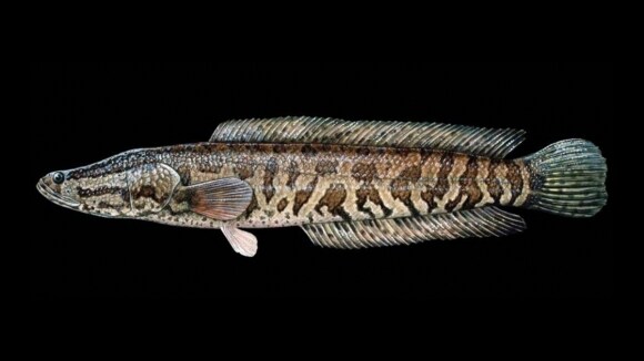 유게 할아방구드리 먹으면 안되능 생선_1.jpg