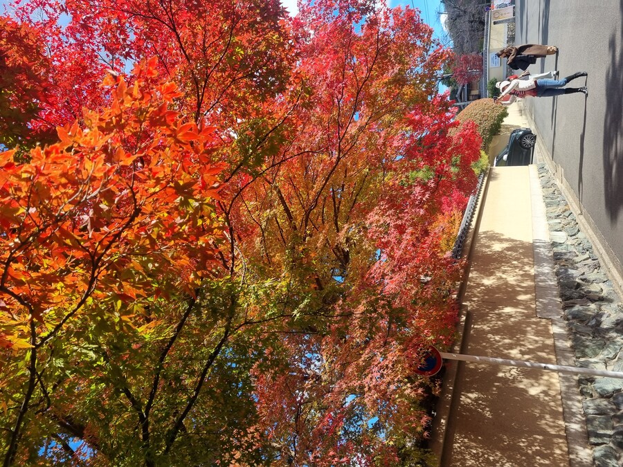 일본 워홀 32일차 교토 1박2일 호텔조식 니시키시장 탐방 도후쿠지(동복사)디저트_89.jpg