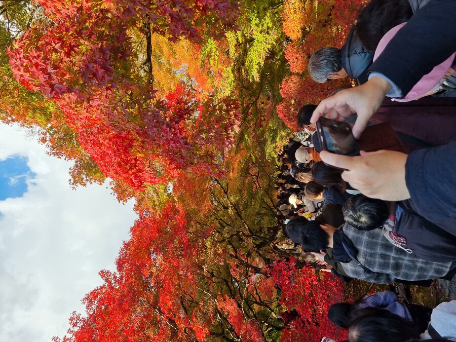 일본 워홀 32일차 교토 1박2일 호텔조식 니시키시장 탐방 도후쿠지(동복사)디저트_110.jpg