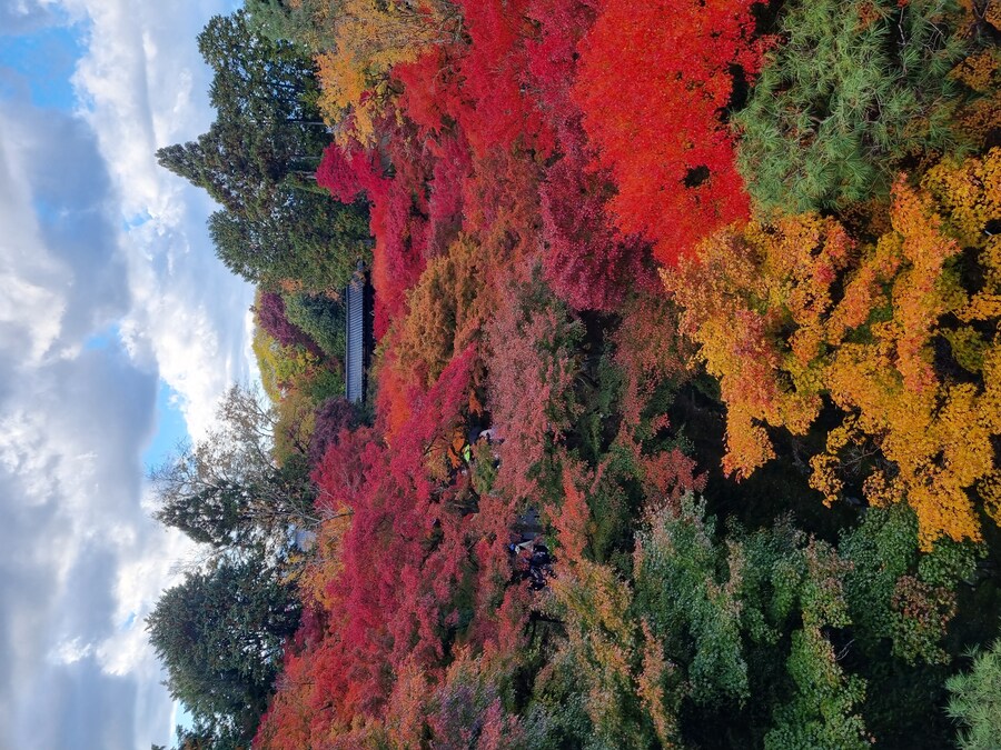 일본 워홀 32일차 교토 1박2일 호텔조식 니시키시장 탐방 도후쿠지(동복사)디저트_115.jpg