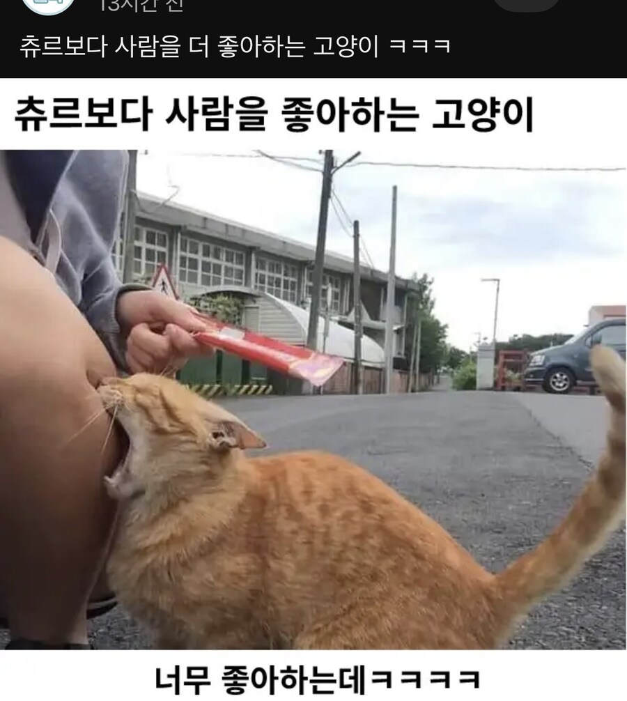 츄르 보다 사람이가 좋은 고양이_1.jpg