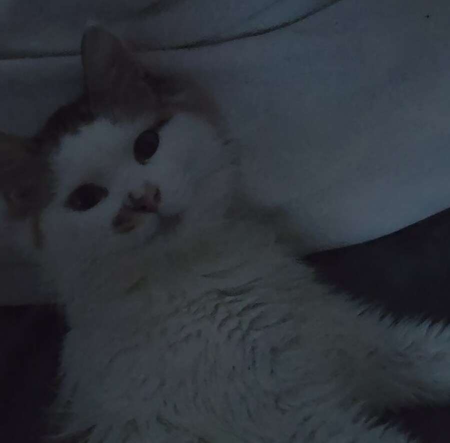 개냥이가 귀찮긴해도 혼자 악몽꿀때는 든든하네_1.jpg