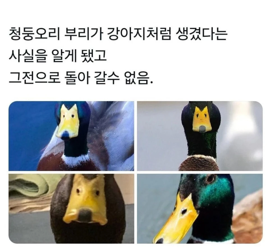 강아지가 보인다는 청둥오리 부리._1.webp
