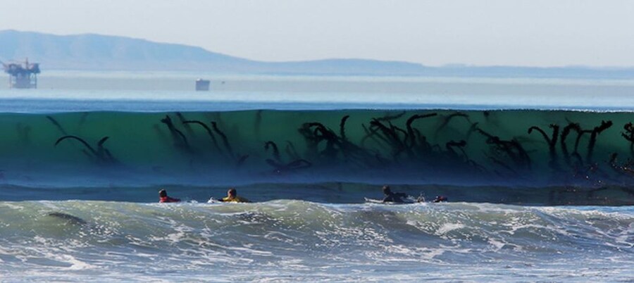 미국인들이 김(해조류)를 안먹는 이유..._4.jpg