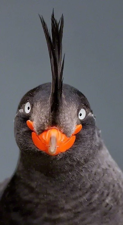 애들 보는거라고 대충 그렸네 ㅋㅋ_5.webp