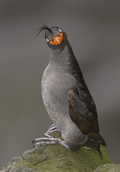 애들 보는거라고 대충 그렸네 ㅋㅋ_6.webp