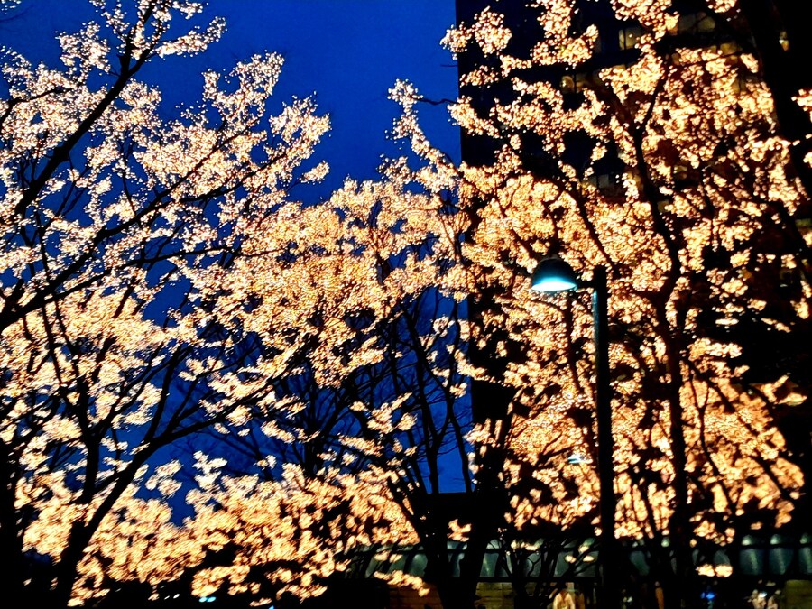 미리 크리스마스 트리보러 가볼만한곳들 (스압)_5.jpg