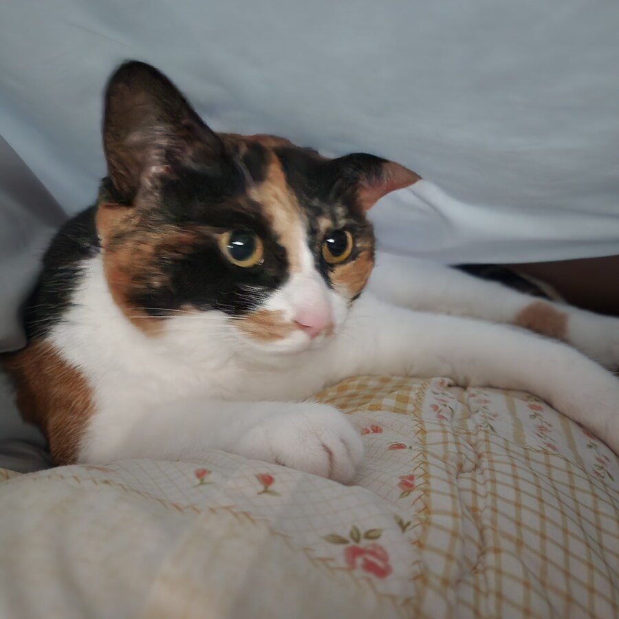 (고양이)베글 멈멍이 글 보고 써보는 우리 냥냥이 썰.._3.jpg