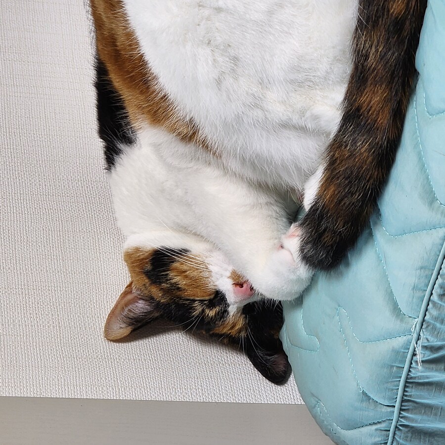 (고양이)베글 멈멍이 글 보고 써보는 우리 냥냥이 썰.._6.jpg