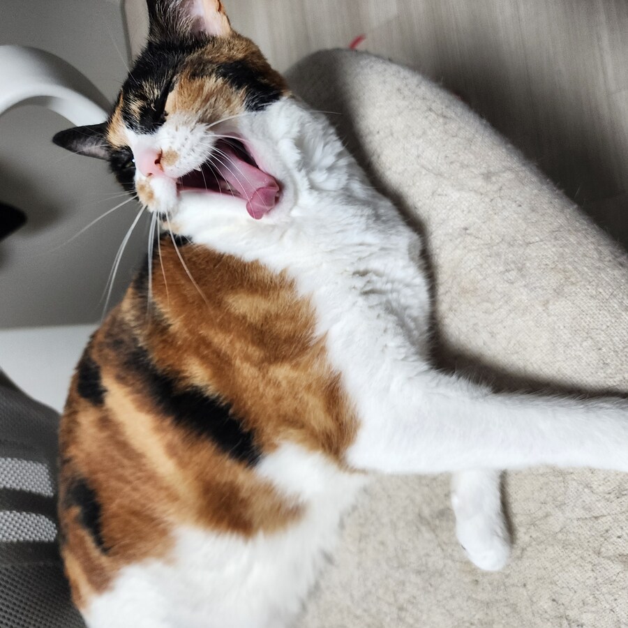 (고양이)베글 멈멍이 글 보고 써보는 우리 냥냥이 썰.._7.jpg