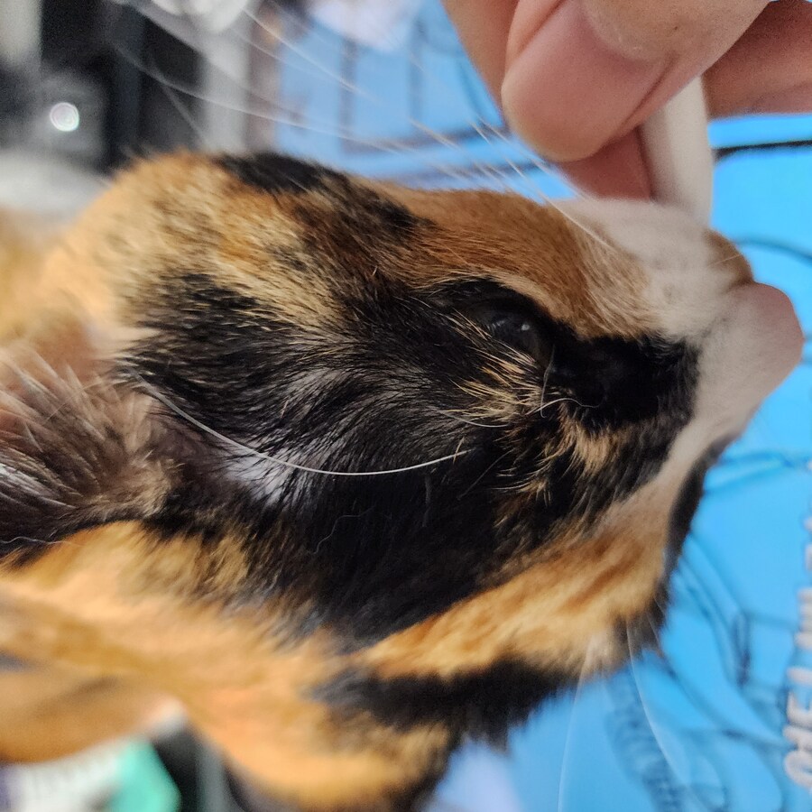 (고양이)베글 멈멍이 글 보고 써보는 우리 냥냥이 썰.._10.jpg