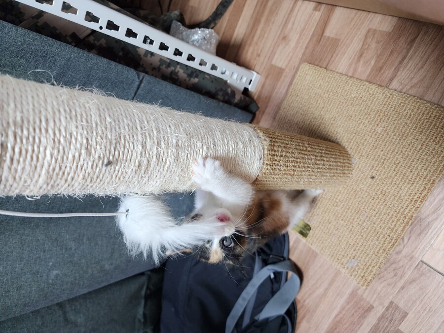 (고양이)베글 멈멍이 글 보고 써보는 우리 냥냥이 썰.._2.jpg