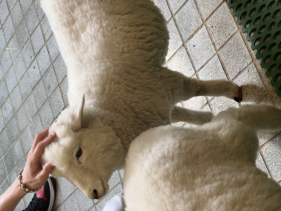 양 보고가라_3.jpg