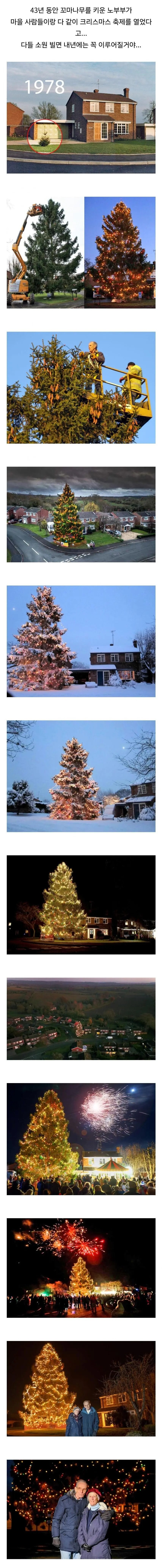 43년 동안 크리스마스 트리를 키운 노부부_1.jpg