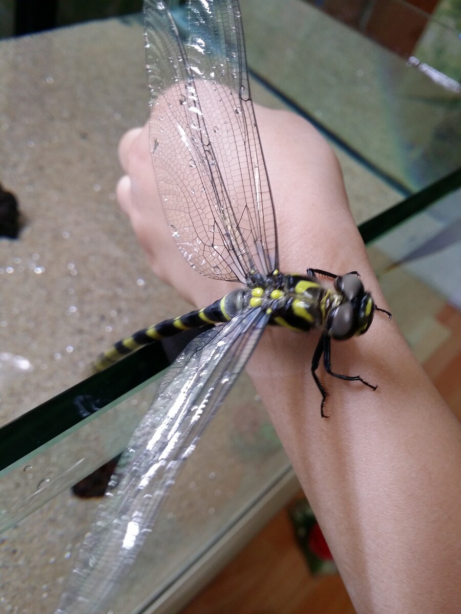 한국 곤충계에서 ‘장수’라는 타이틀은_1.jpg