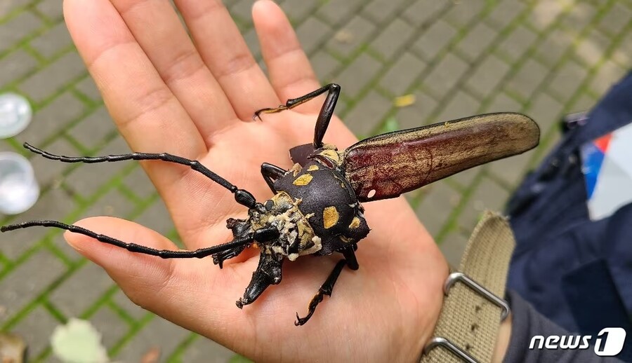 한국 곤충계에서 ‘장수’라는 타이틀은_3.jpg