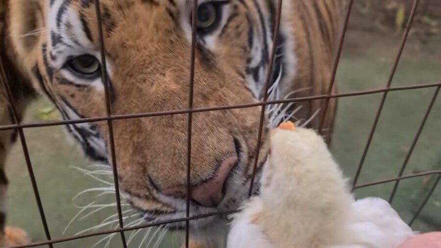 ???: 먹고 싶지? ㅋ_1.png