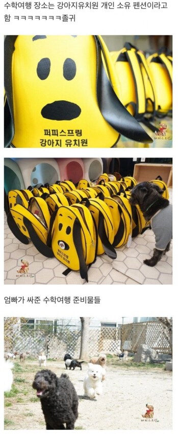 돈있는 주인들의 애견 라이프_1.png