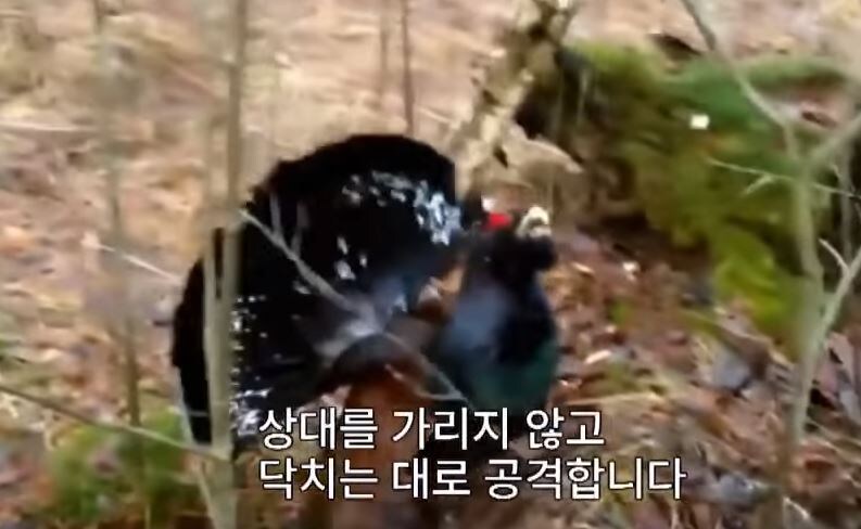 가오가 뇌를 지배하는 생물_3.jpg