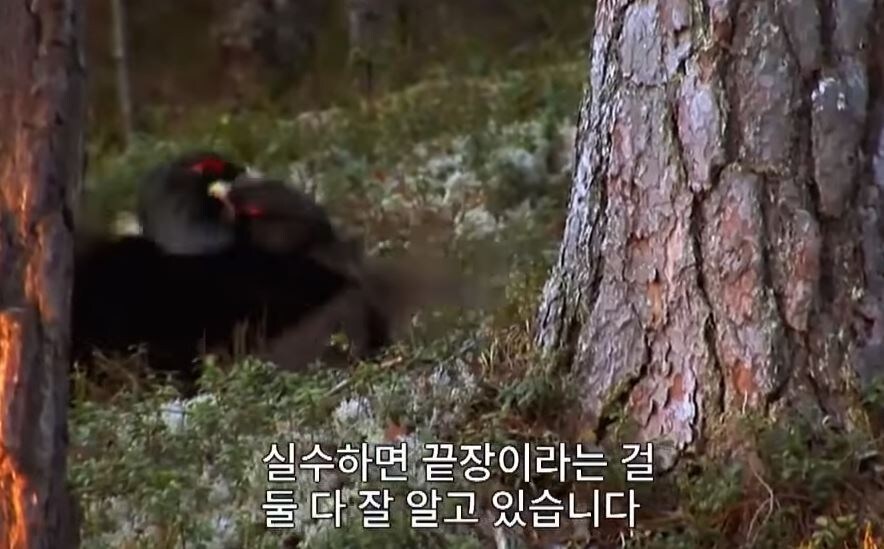 가오가 뇌를 지배하는 생물_11.jpg