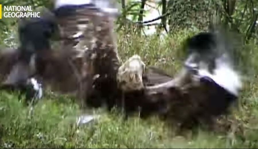 가오가 뇌를 지배하는 생물_14.jpg