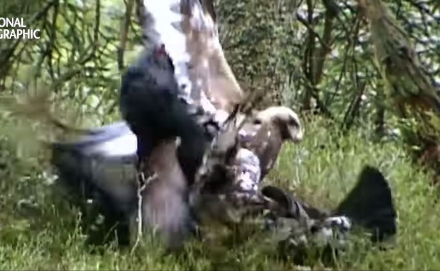 가오가 뇌를 지배하는 생물_15.jpg