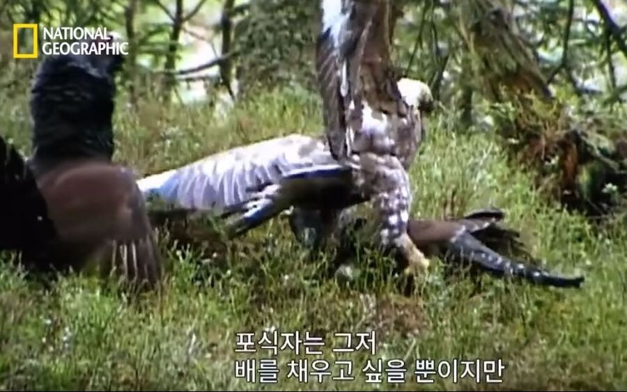 가오가 뇌를 지배하는 생물_19.jpg