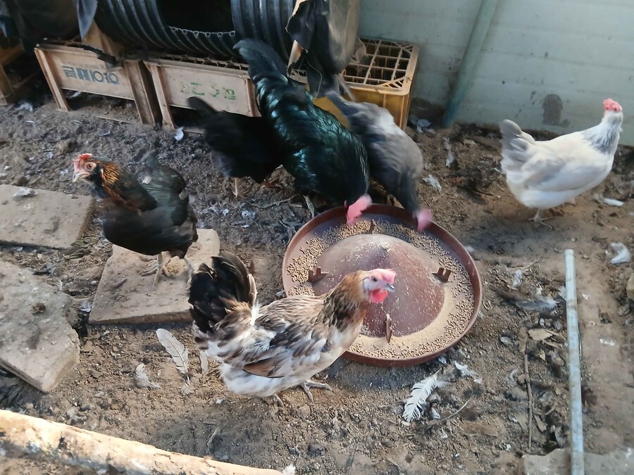 리노아 몰래 연말에 큰 닭장 올려야지 (꼬끼오 포함)_5.jpg