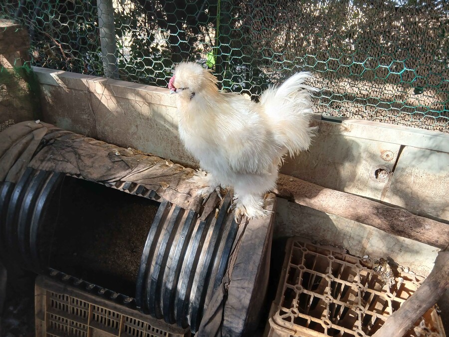 리노아 몰래 연말에 큰 닭장 올려야지 (꼬끼오 포함)_3.jpg