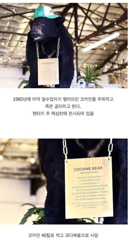 코카인 40kg 원샷때린 곰의 최후_1.jpg