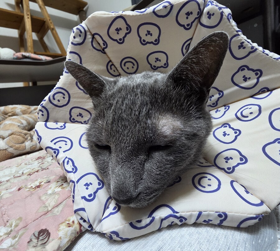 사랑이와 라온이 근황_12.jpg