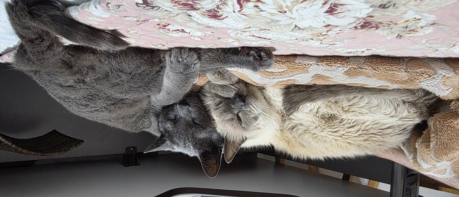 사랑이와 라온이 근황_14.jpg