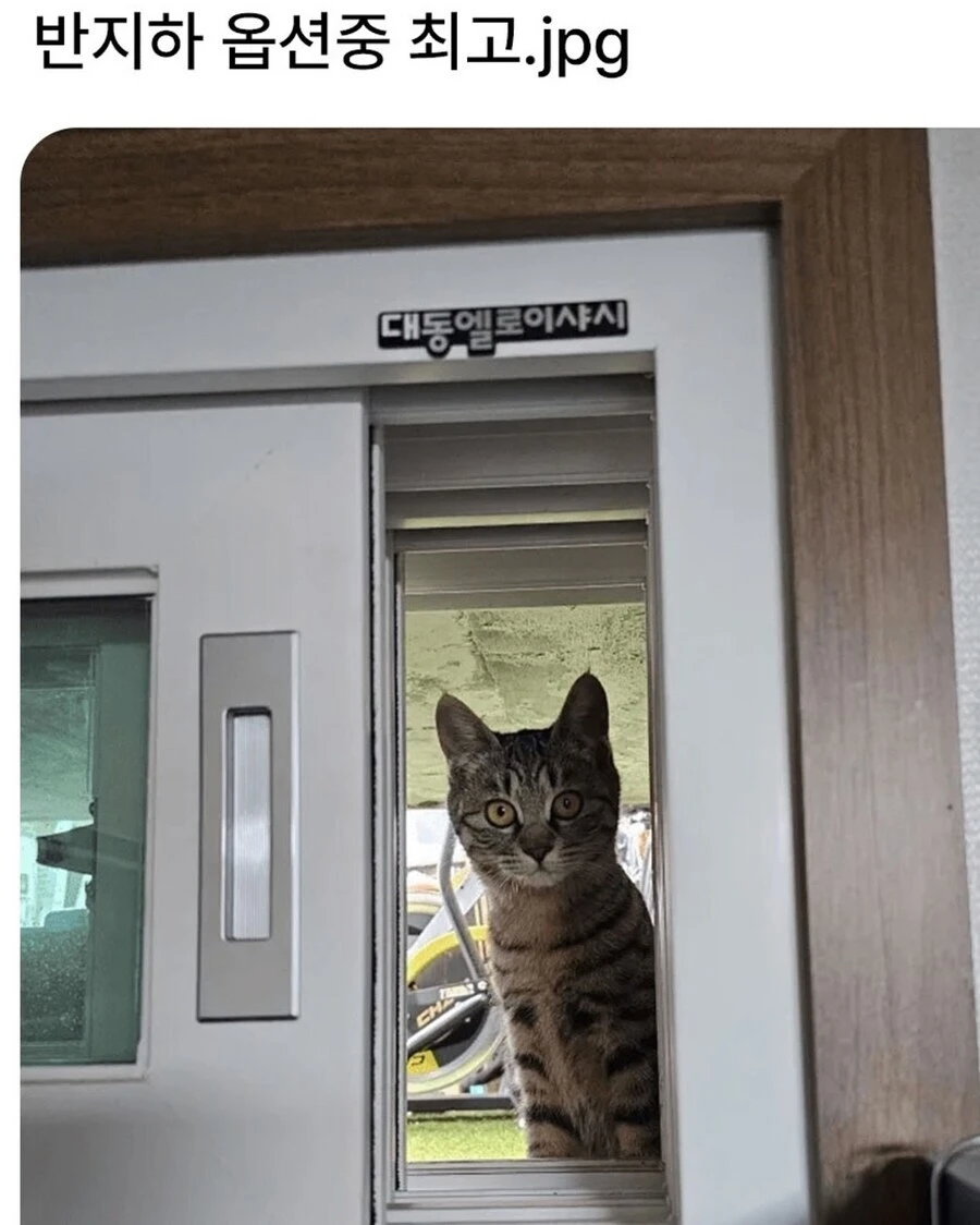 최고의 반지하 옵션_1.webp