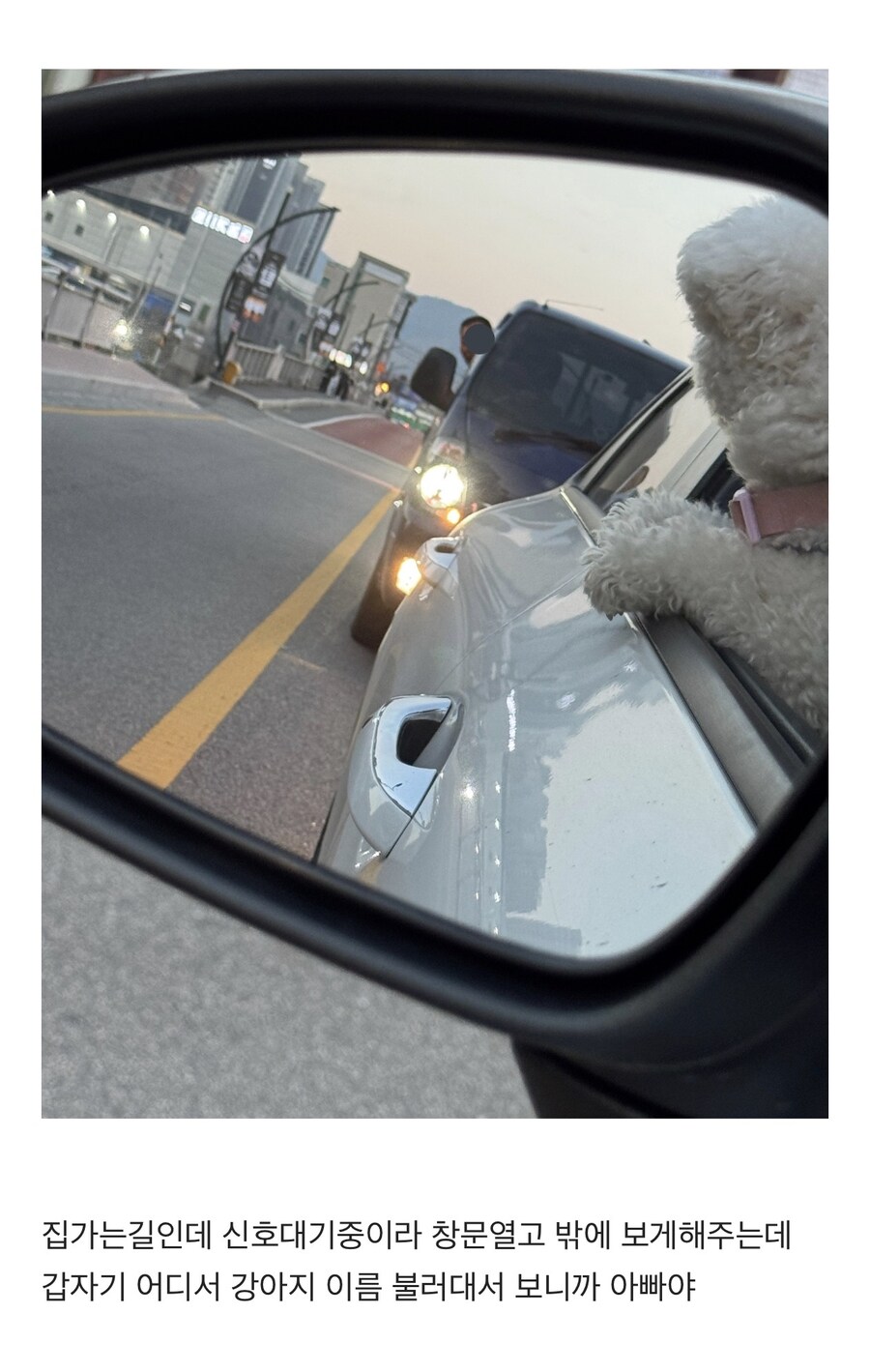 신호대기중에 아빠만난 댕댕이.jpg_1.jpg