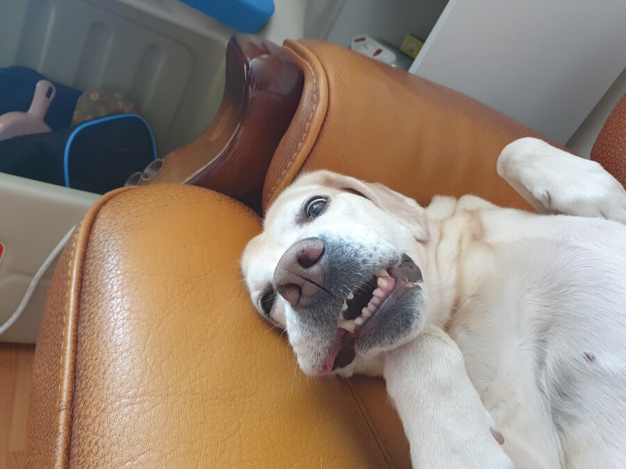 우리집 빙구 사진 모음._2.jpg