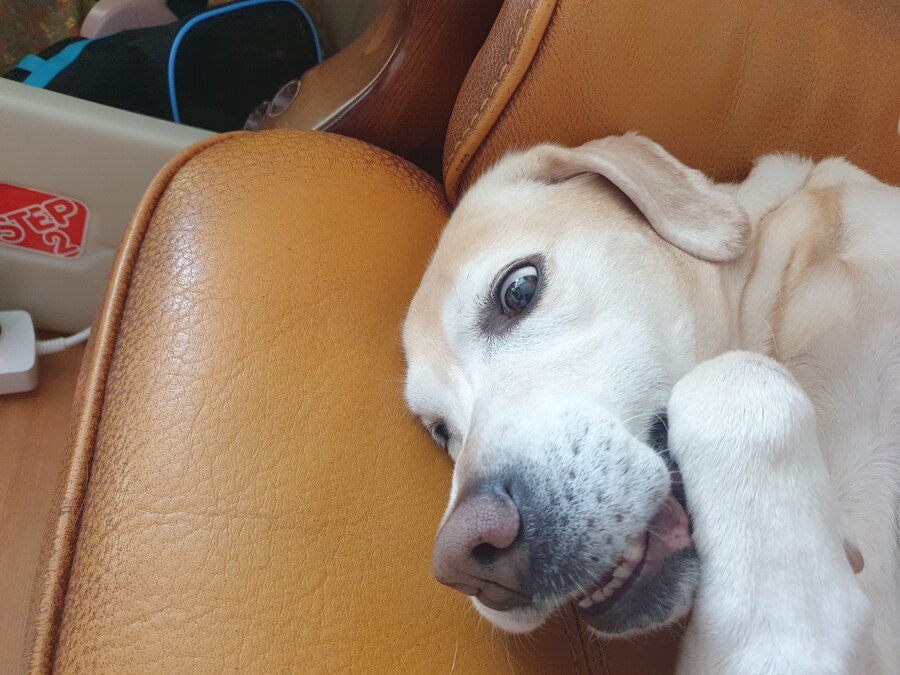 우리집 빙구 사진 모음._3.jpg