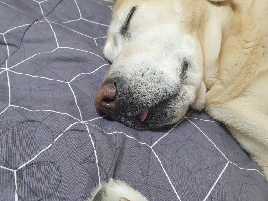 우리집 빙구 사진 모음._4.jpg