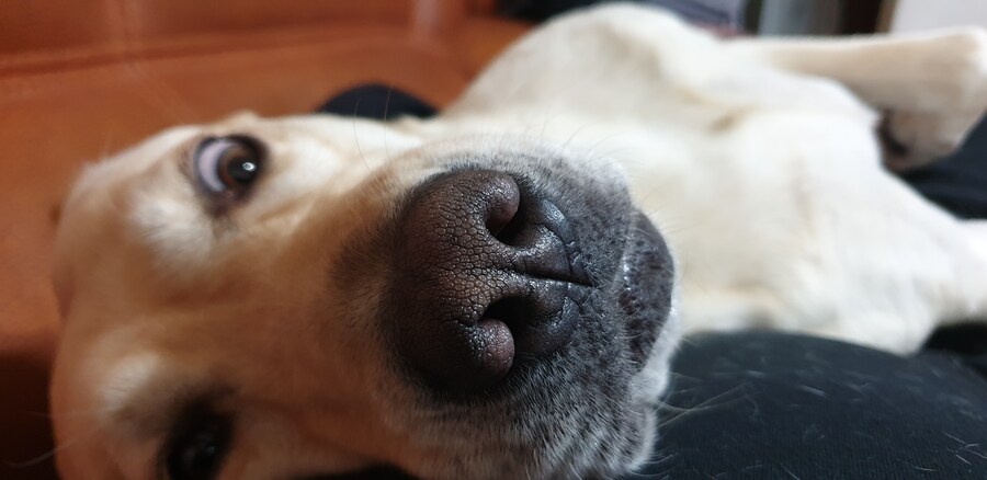 우리집 빙구 사진 모음._5.jpg