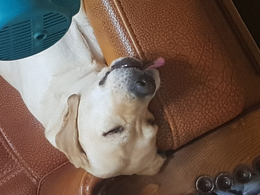 우리집 빙구 사진 모음._6.jpg