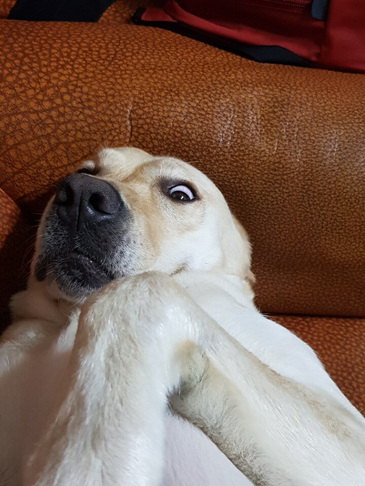 우리집 빙구 사진 모음._7.jpg