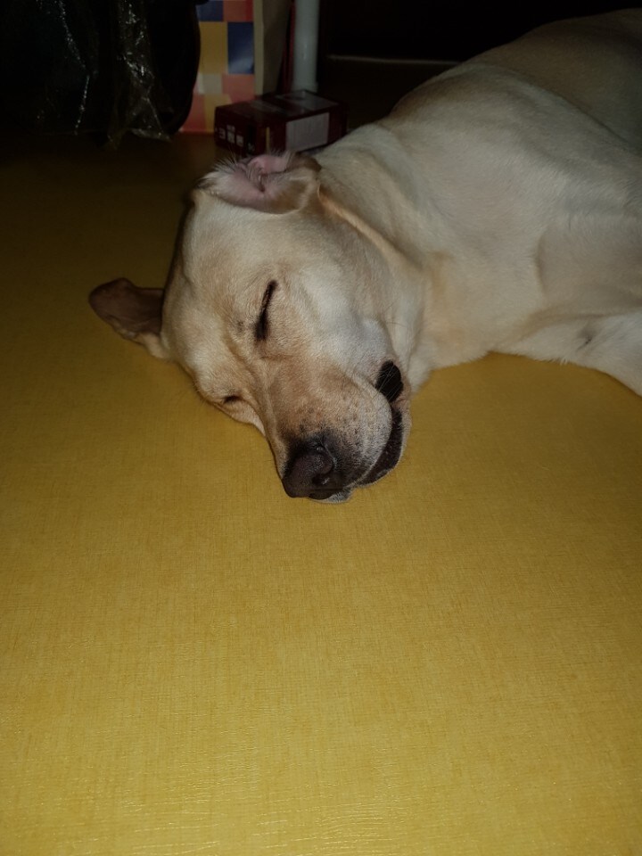 우리집 빙구 사진 모음._8.jpg